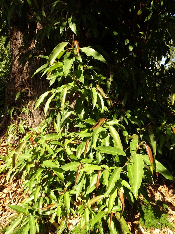 DSC06244