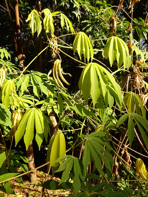 DSC06250