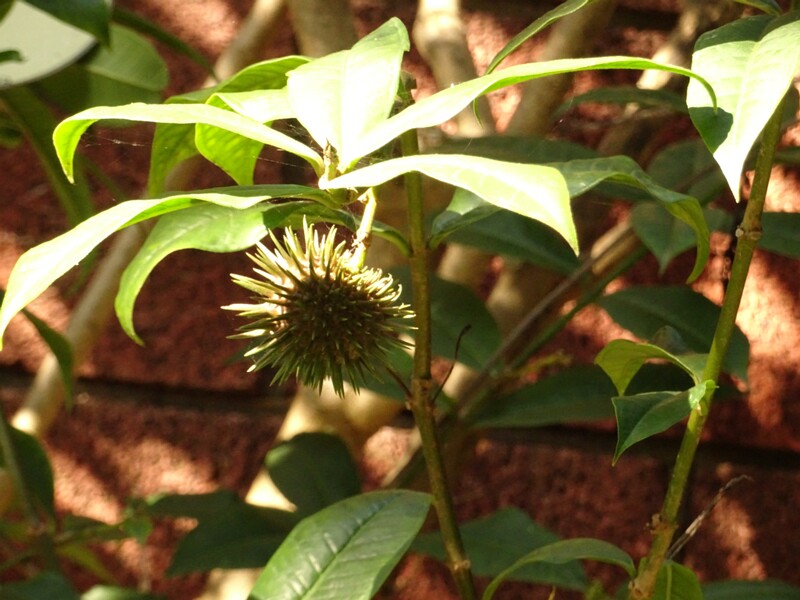 Алламанда оленадролистная (Allamanda schottii)