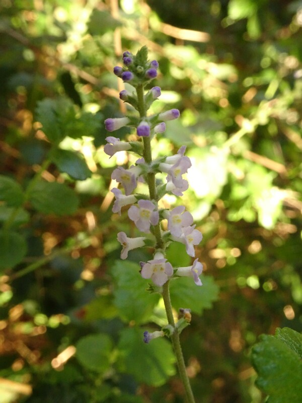 Алоизия дубравколистная (Aloysia chamaedryfolia)