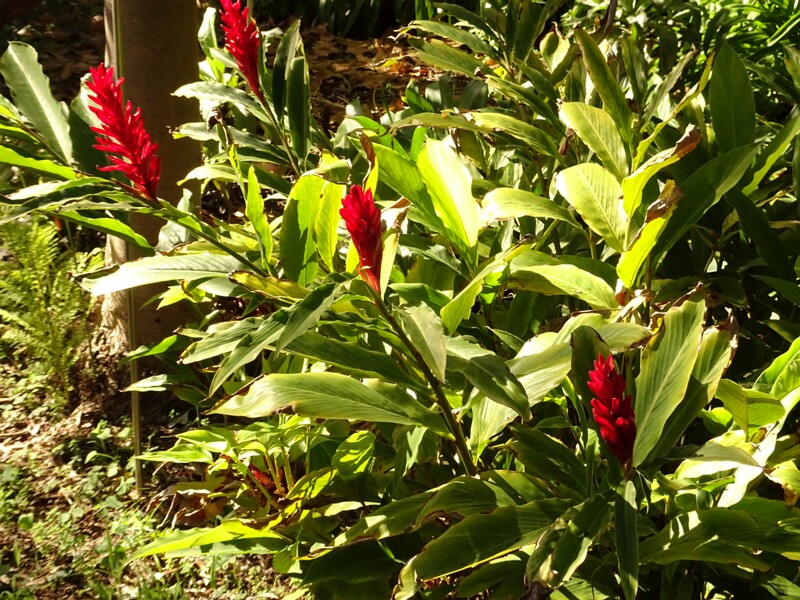 Альпиния пурпурная (Alpinia purpurata)