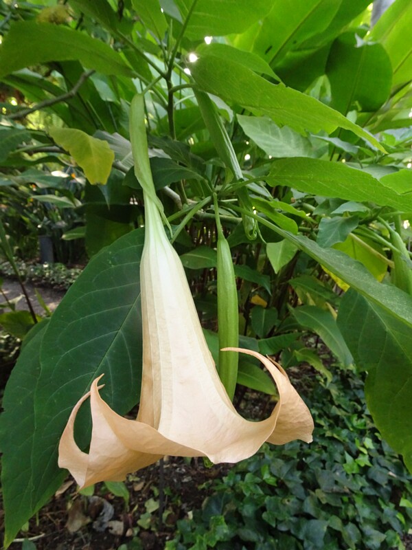 Бругмансия разноцветная (Brugmansia versicolor)
