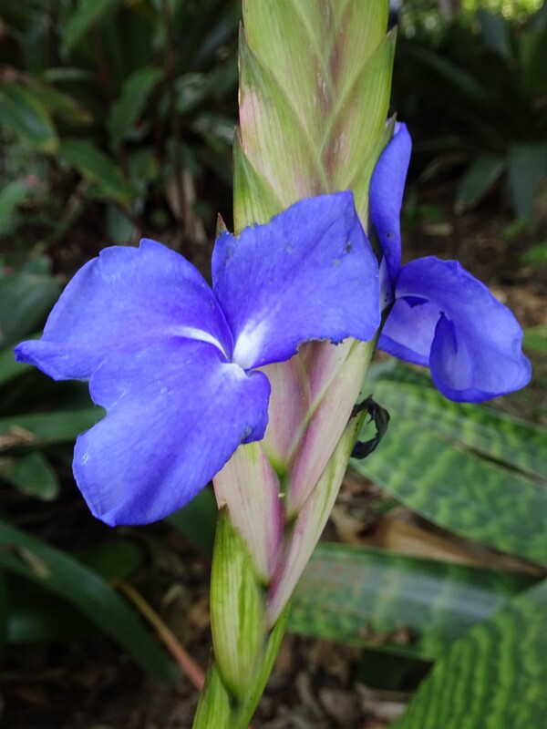 Валлизия Линдена (Wallisia lindeniana)