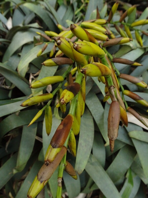 Вриезия Саундерса (Vriesea saundersii)