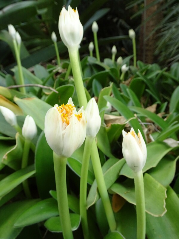 Гемантус белоцветковый (Haemanthus albiflos)