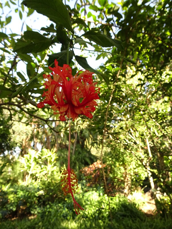 Гибискус рассеченнолепестной (Hibiscus schizopetalus)