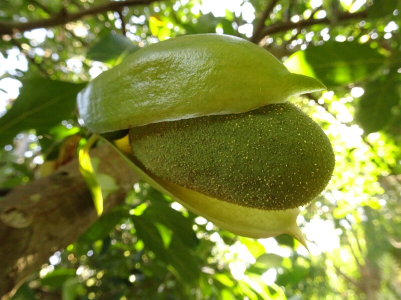 Джекфрут (Artocarpus heterophyllus)