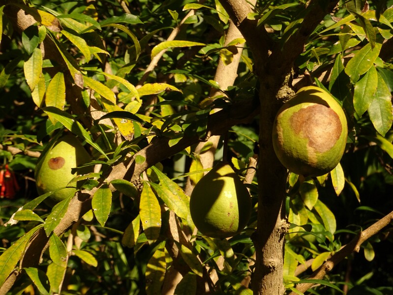 Калебасовое дерево (Crescentia cujete)