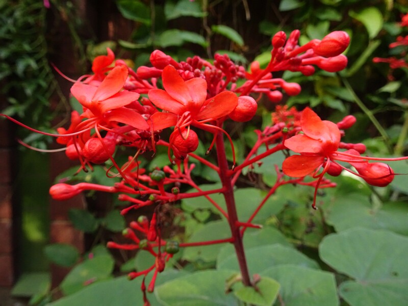 Клеродендрум Бухана (Clerodendrum buchananii)
