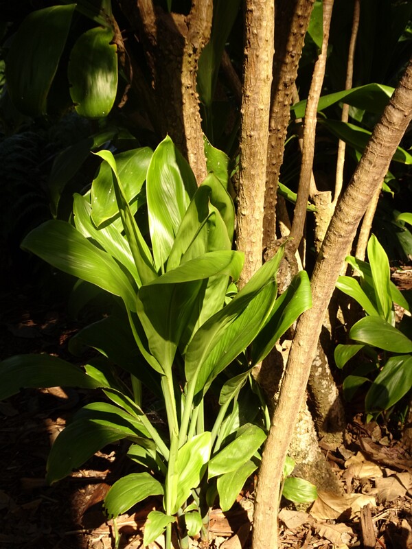 Кордилина кустарниковая (Cordyline fruticosa)