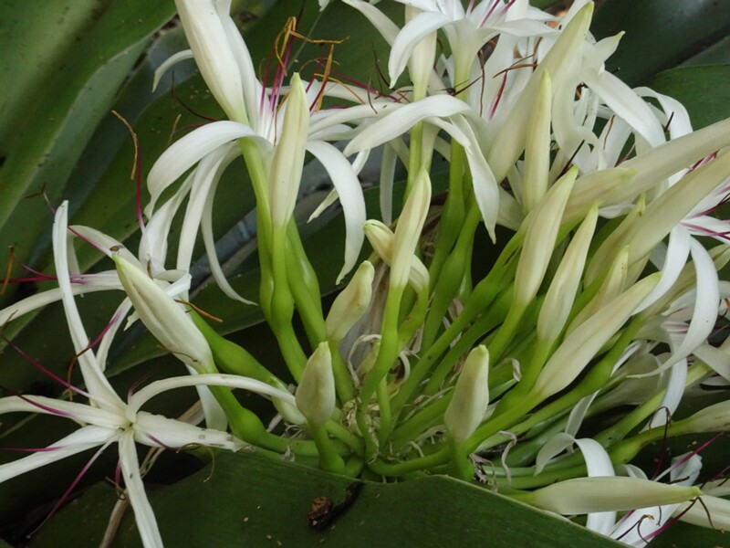 Кринум азиатский  (Crinum asiaticum)