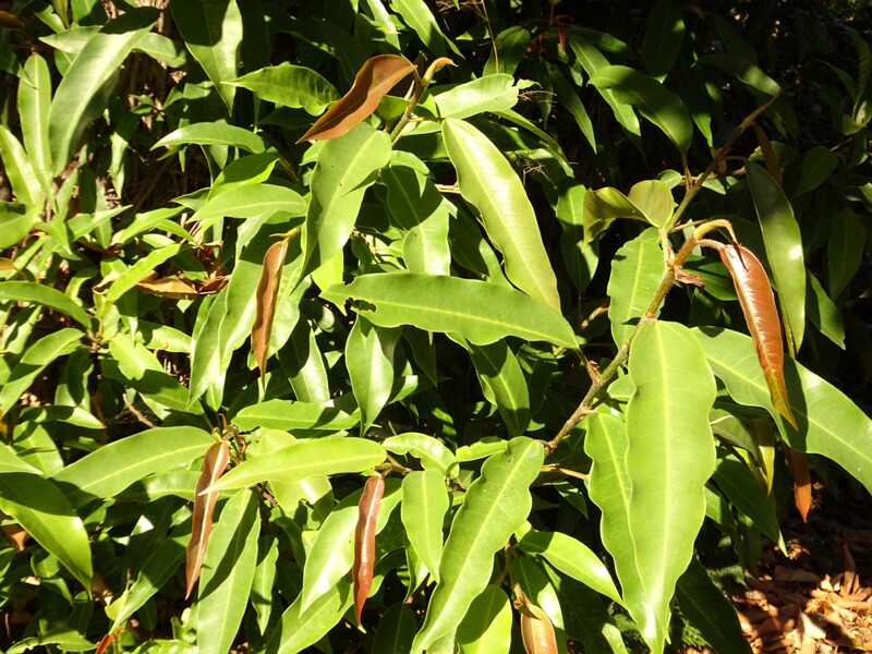 Куссапоя мелкоплодная (Coussapoa microcarpa)