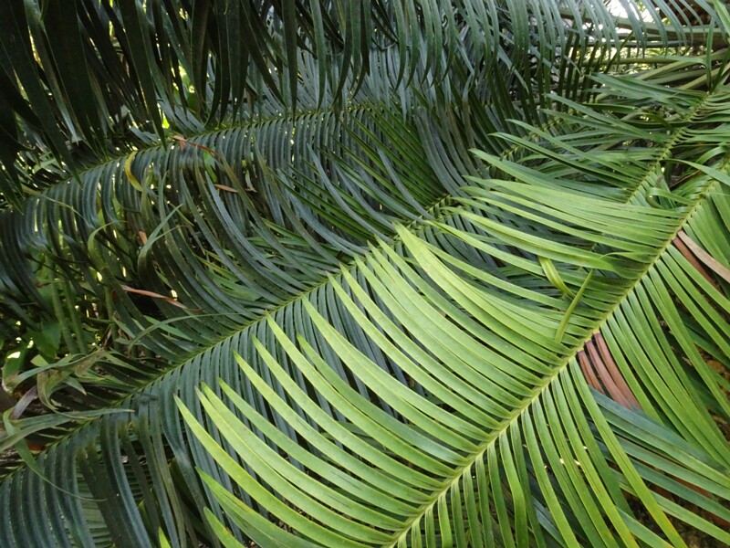 Лепидозамия Перовского (Lepidozamia peroffskyana)
