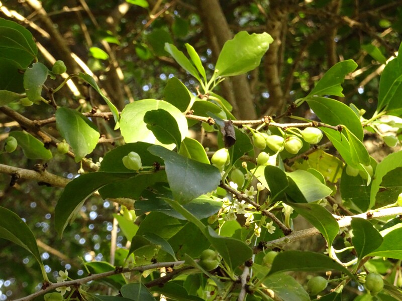 Майтенус канарский (Maytenus canariensis)