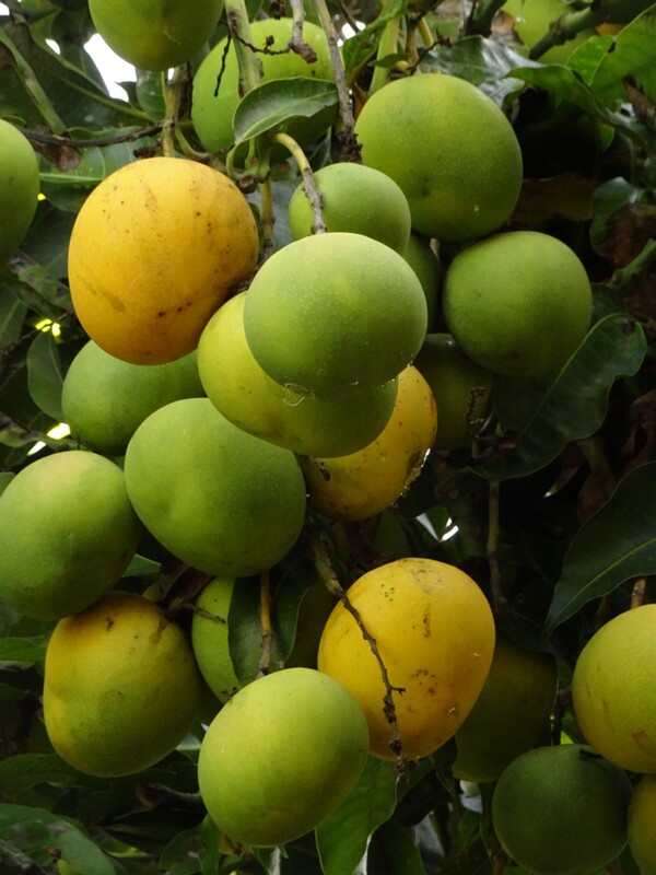 Манго индийское (Mangifera indica)