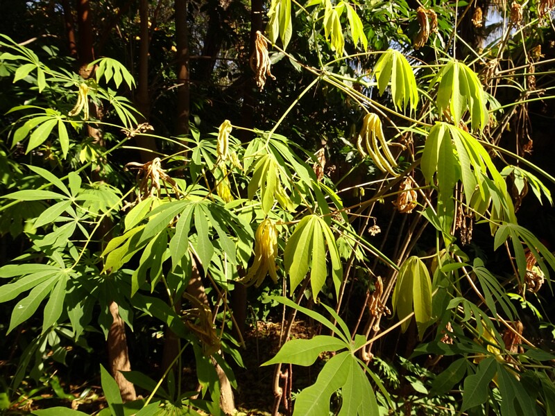 Маниок съедобный (Manihot palmata)