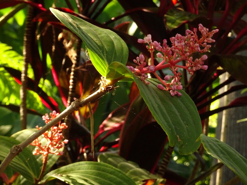 Мединилла Кумминга (Medinilla cummingi)