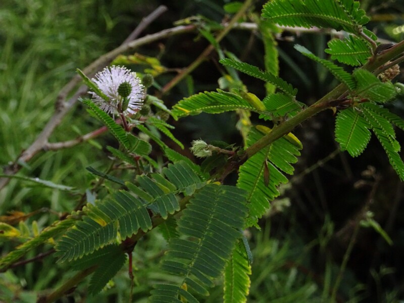 Мимоза многоплодная (Mimosa polycarpa)