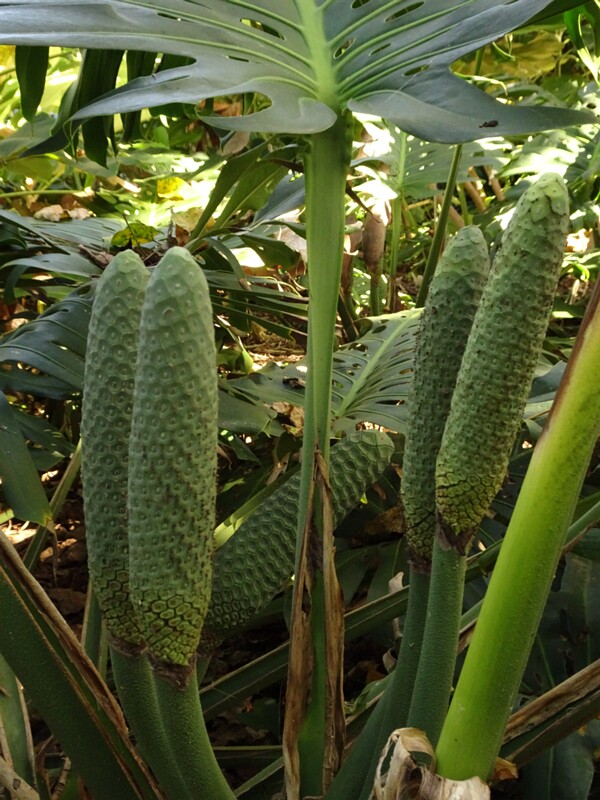 Монстера деликатесная (Monstera deliciosa)