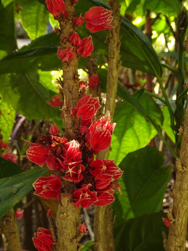 Павония прямоцветковая (Pavonia strictiflora)