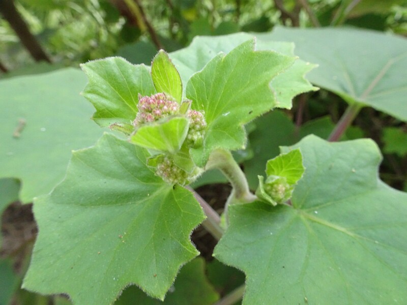 Паслён Рантонне (Lycianthes rantonnetii)