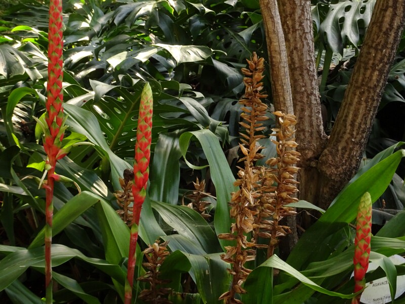Питкерния кукурузолистная (Pitcairnian maidifolia)