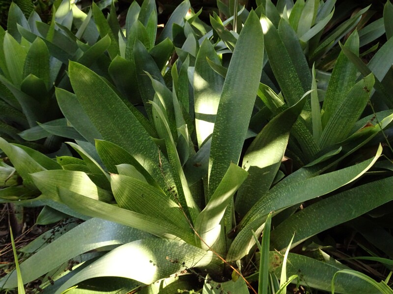 Поциланта крупноцветковая (Poecilanthe grandiflora)