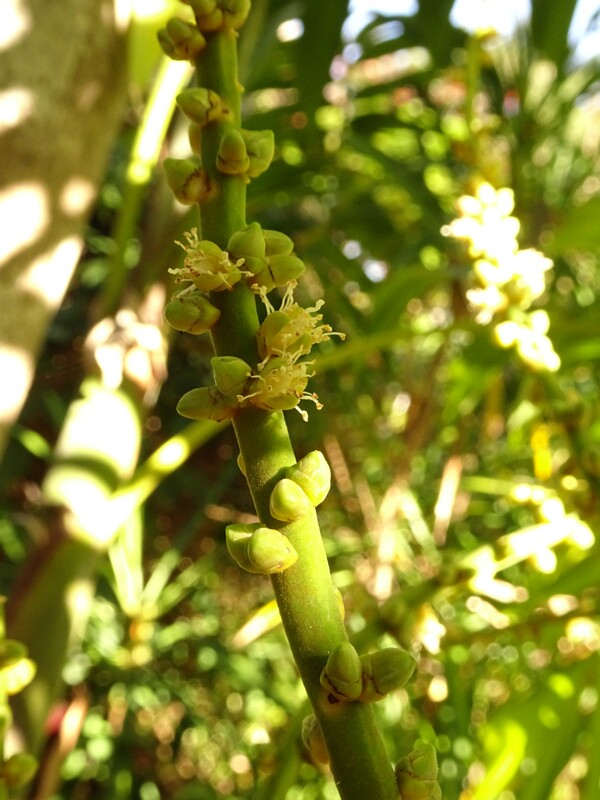 Птихосперма Макартура (Ptychosperma macarthurii)