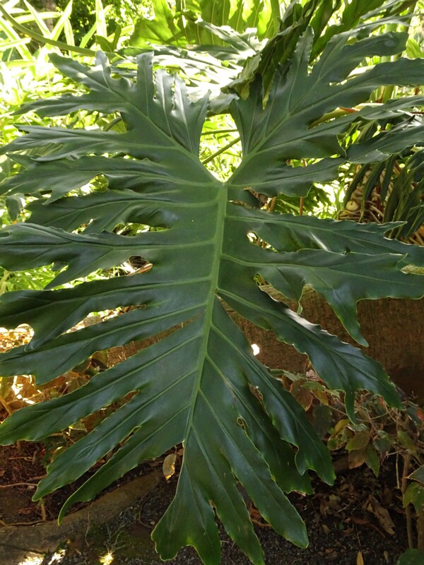 Филодендрон дваждыперистонадрезанный (Philodendron bipinnatifidum)