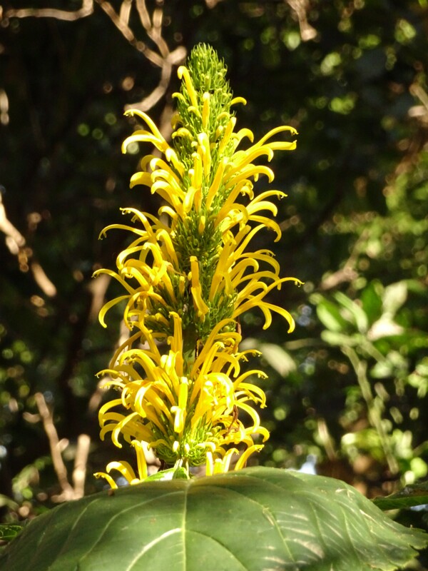 Фризея зелёная (Vriesea viridis)