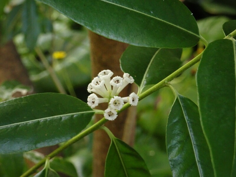 Цеструм дневной (Cestrum diurnum)