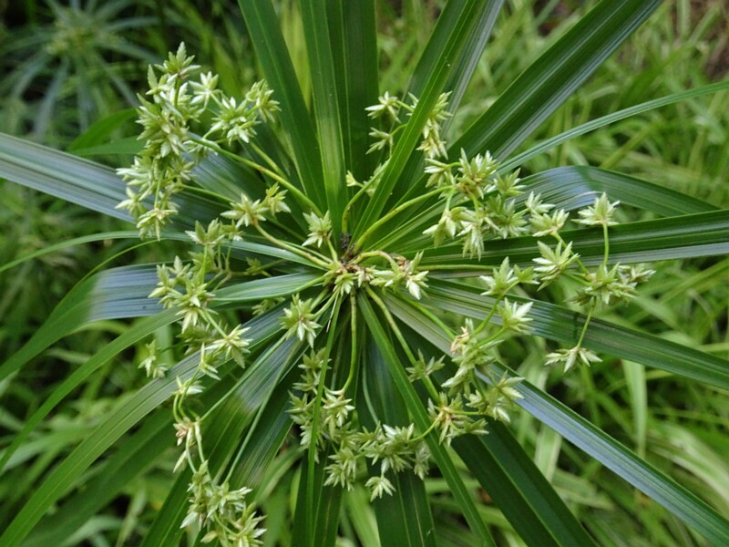 Циперус очереднолистный (Cyperus alternifolius)
