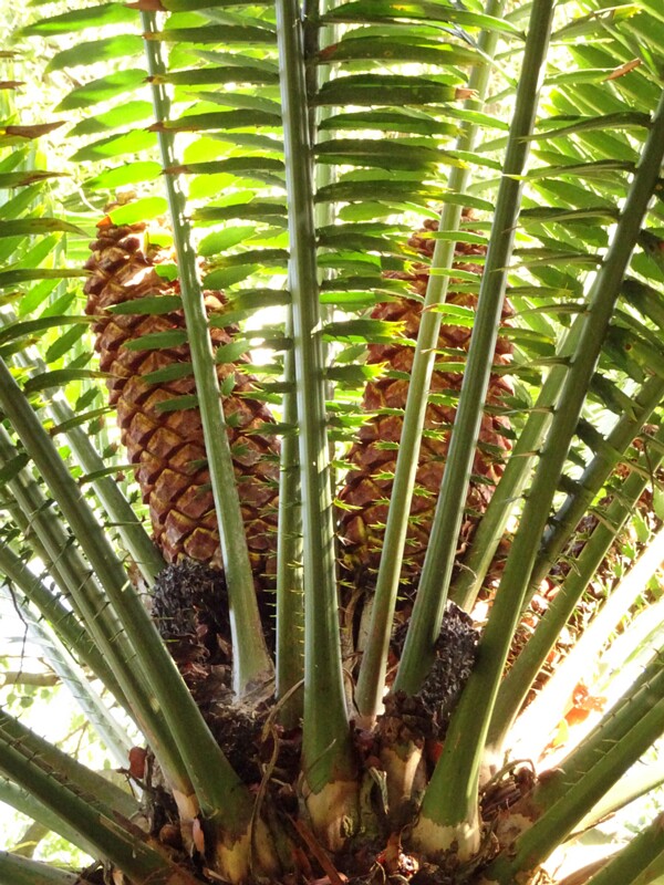 Энцефалартос де Лоран (Encephalartos laurentianus)