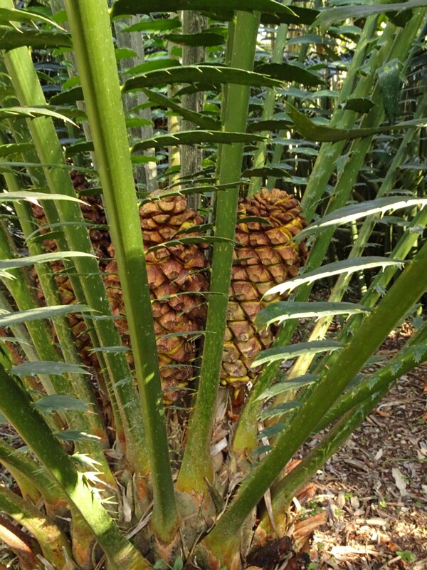 Энцефаляртос Лорана (Encephalartos laurentianus)
