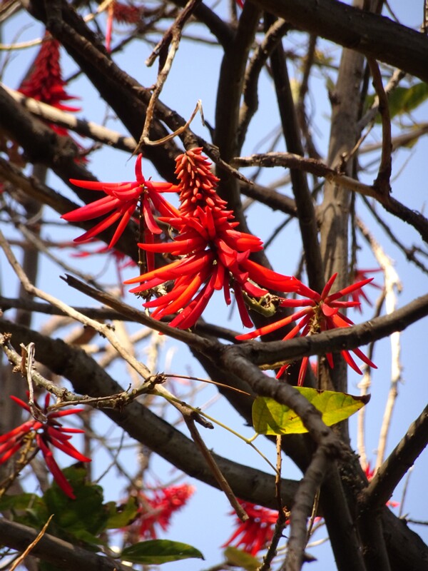 Эритрина красножильчатая (Erythrina rubrinervia)