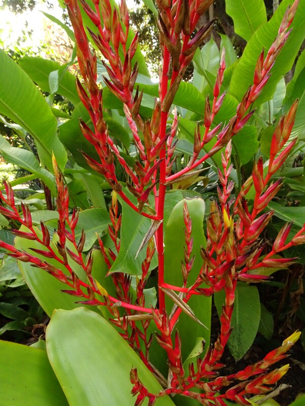 Эхмея Бланке (Аechmea blanchetiana)