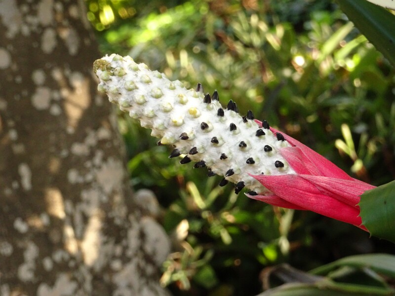 Эхмея бромеелистная (Aechmea bromeliifolia)
