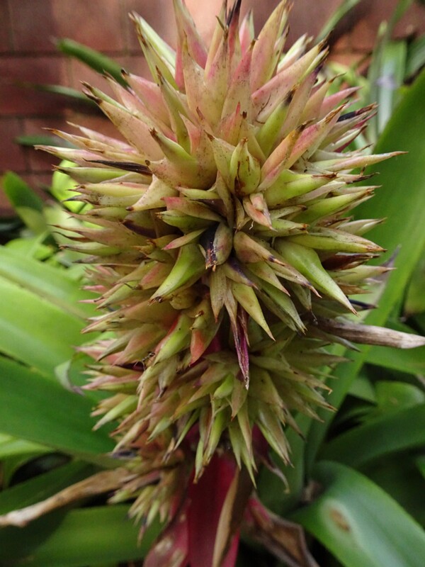 Эхмея водосборчатая (aechmea aquilega)