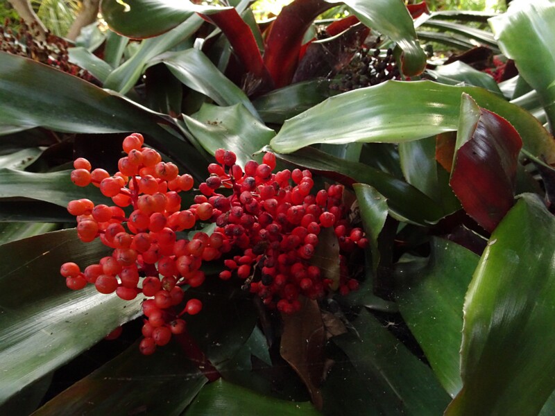 Эхмея матово-красная (Aechmea miniata)