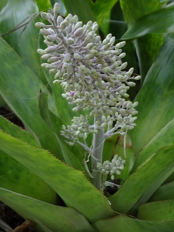 Эхмея мексиканская (Aechmea mexicana)