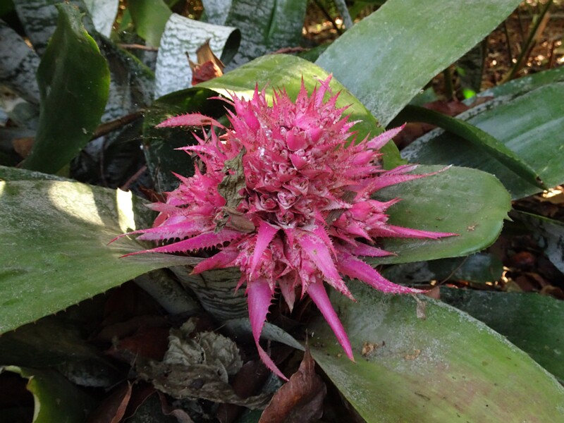 Эхмея полосатая (Aechmea fasciata)