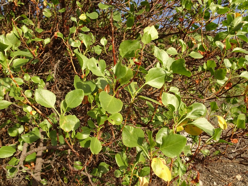 DSC06558