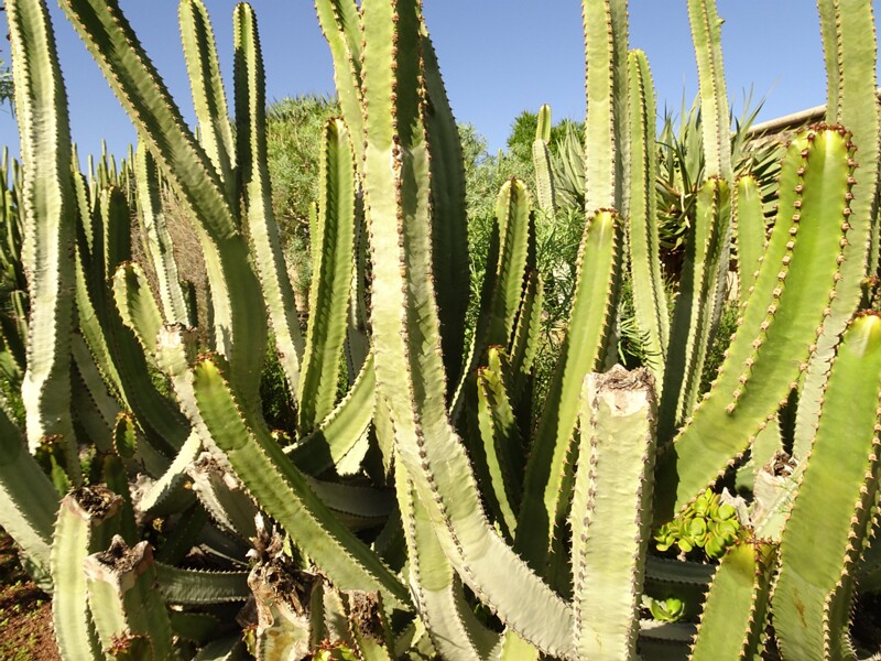 DSC05718