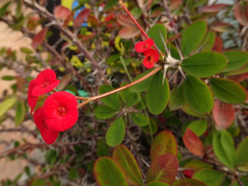 DSC05650