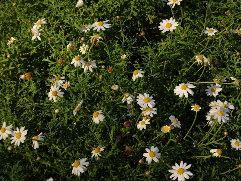 DSC06600