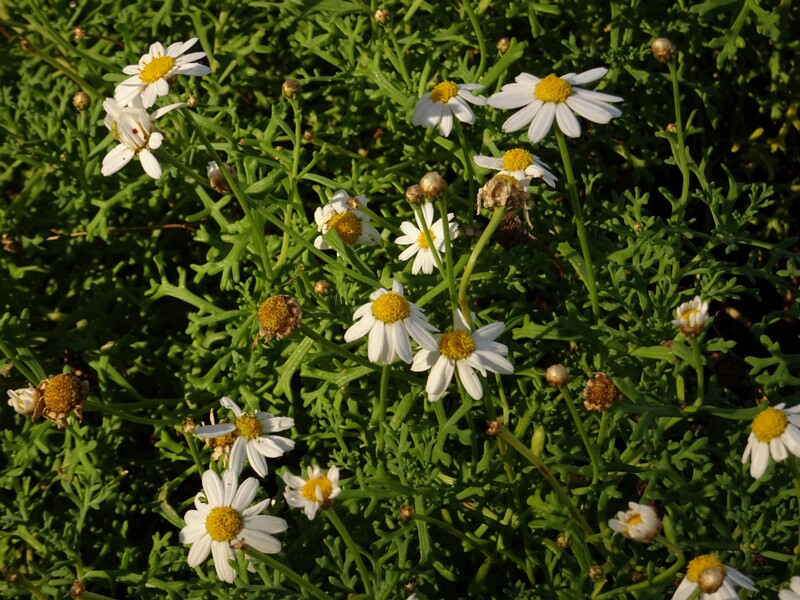 DSC06601