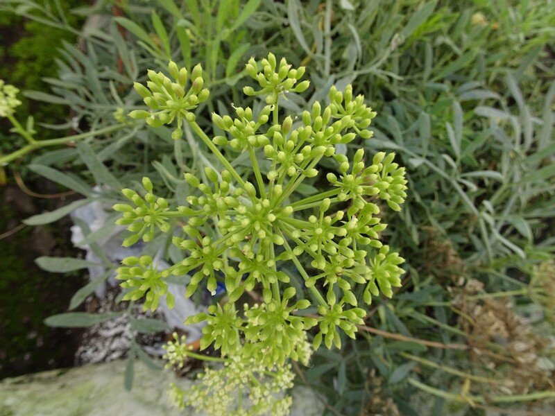 DSC05706
