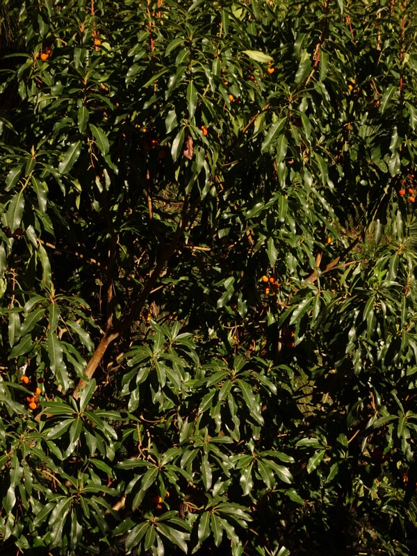DSC06417