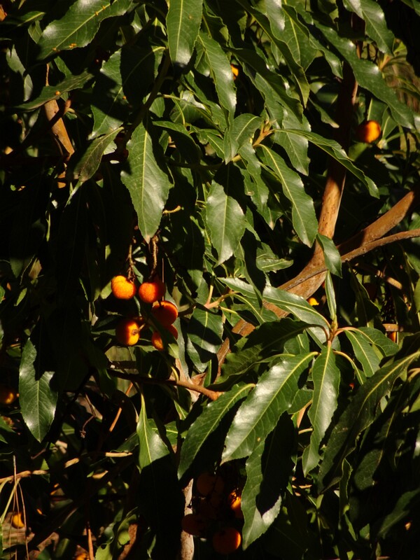 DSC06419