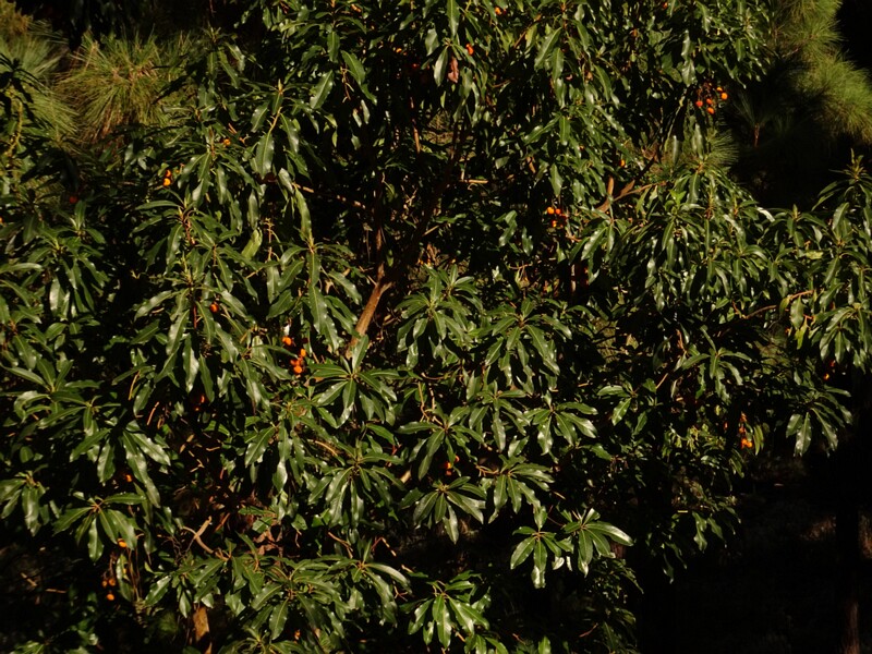 DSC06420